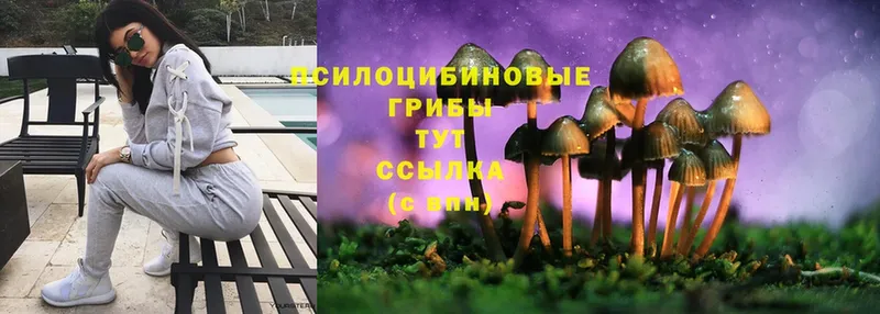 Галлюциногенные грибы MAGIC MUSHROOMS  где купить наркоту  Венёв 